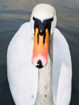 Schwan, Jakob Weber, Fotografie
