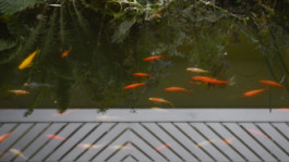  Jakob Weber_wenn sich die hendl drehn